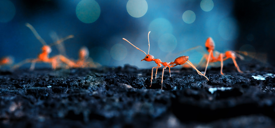 mrówki FOT: Adobe